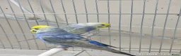 Budgerigars birds for sale: Budgies in London  - Advert 9
