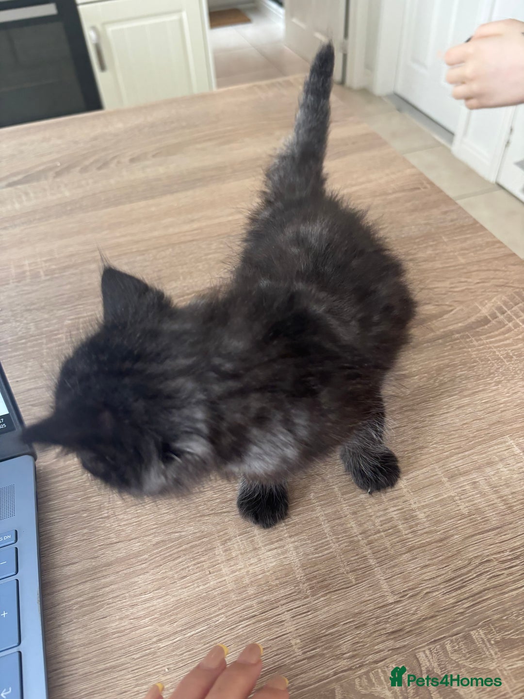 Mixed Breed cats for sale: 4 black fluff balls  - Image 6