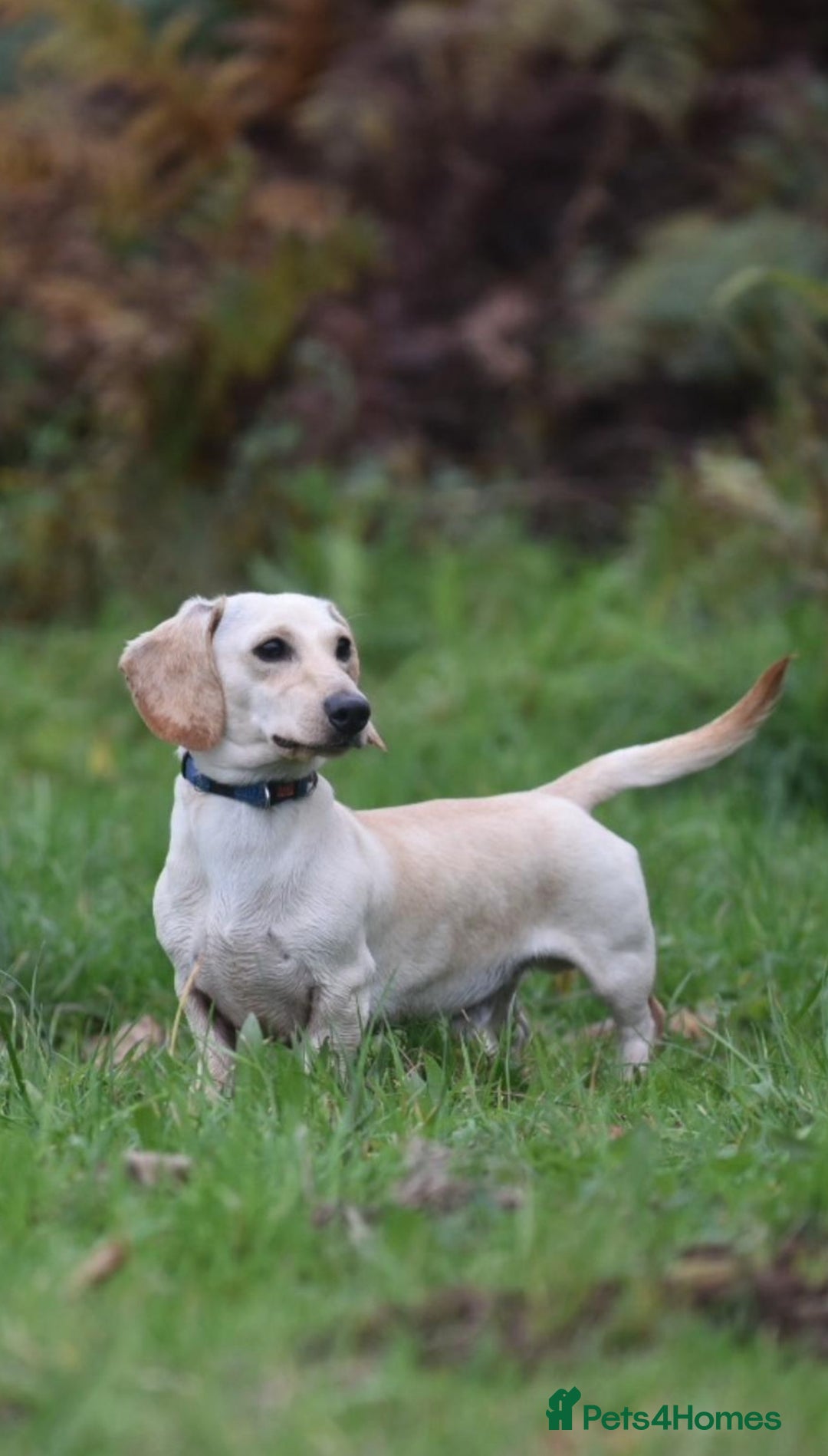 Miniature Dachshund dogs for stud: KC REG PRA CLEAR CREAM MINI SMOOTH BOY - Image 1