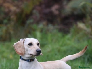 Miniature Dachshund dogs KC REG PRA CLEAR CREAM MINI SMOOTH BOY - Advert 9