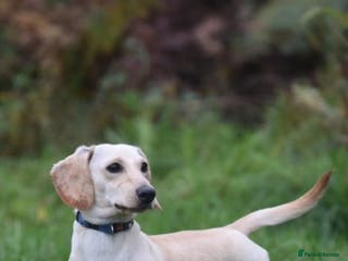 Miniature Dachshund dogs KC REG PRA CLEAR CREAM MINI SMOOTH BOY - Advert 3