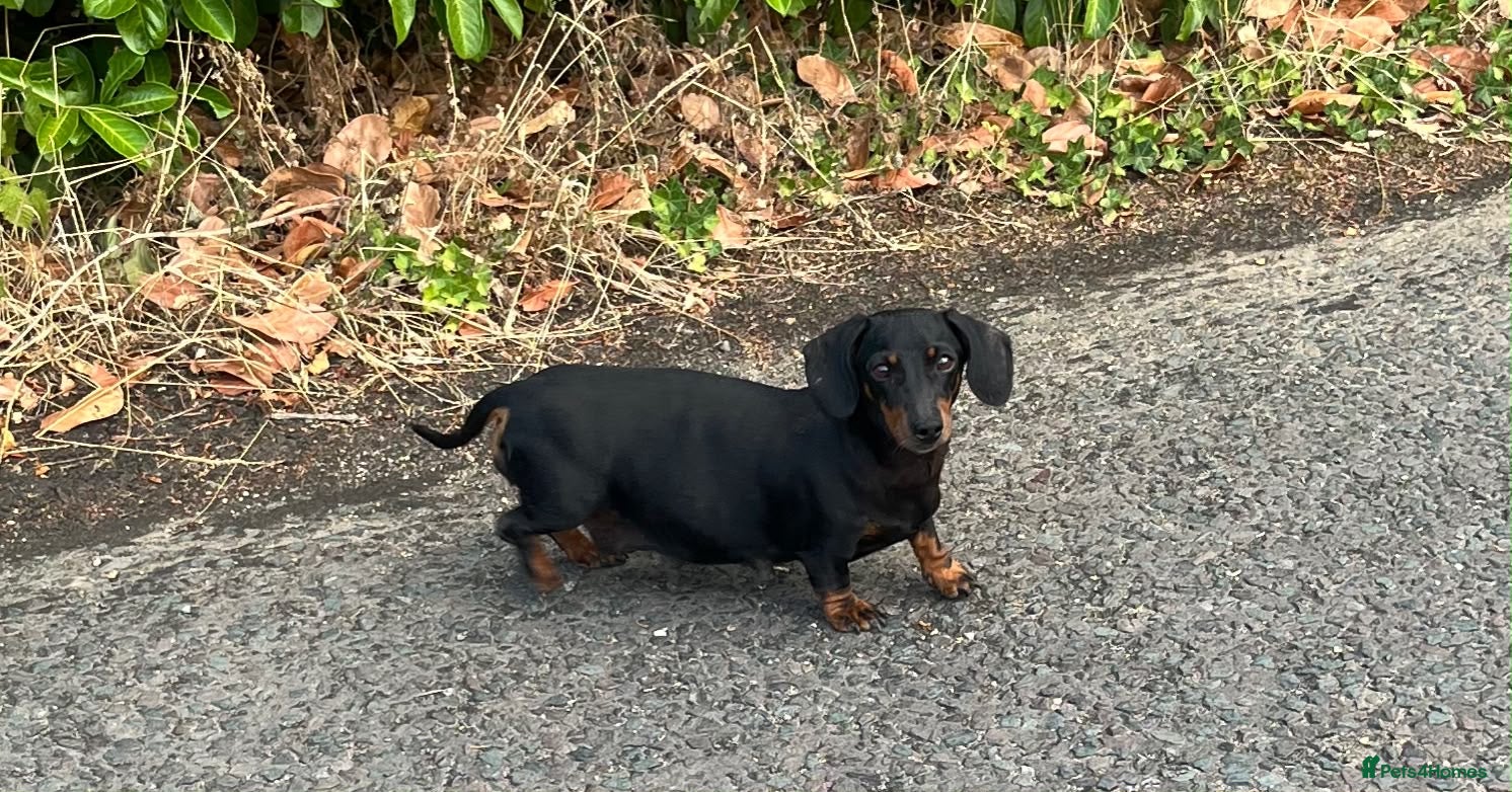 Miniature Dachshund dogs Miniature dachshund puppies  - Advert 1