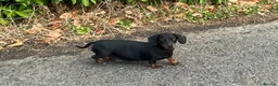 Miniature Dachshund dogs for sale: Miniature dachshund puppies  - Advert 1