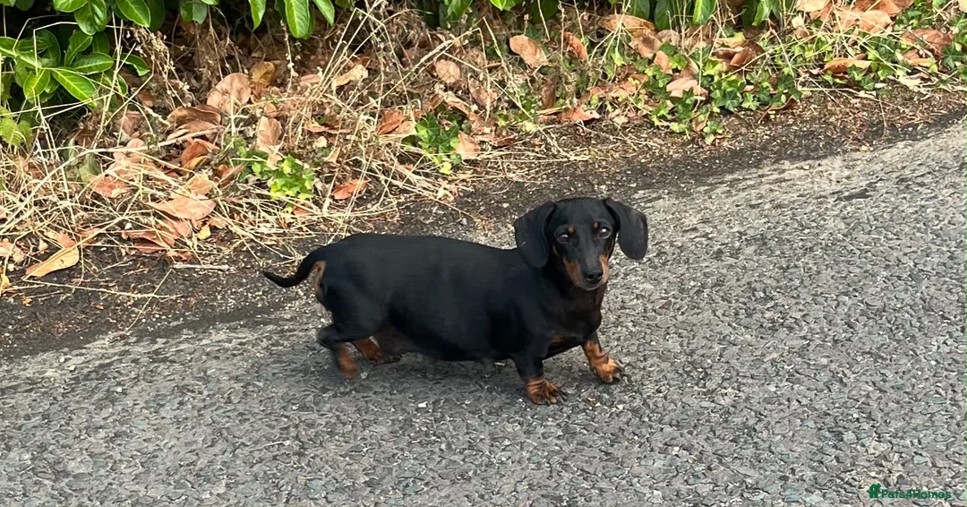 Miniature Dachshund dogs for sale: Miniature dachshund puppies  - Advert 1