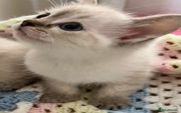 Ragdoll cats for sale: Pure Ragdoll Boys – Raised with Mum in Family Home - Image 4