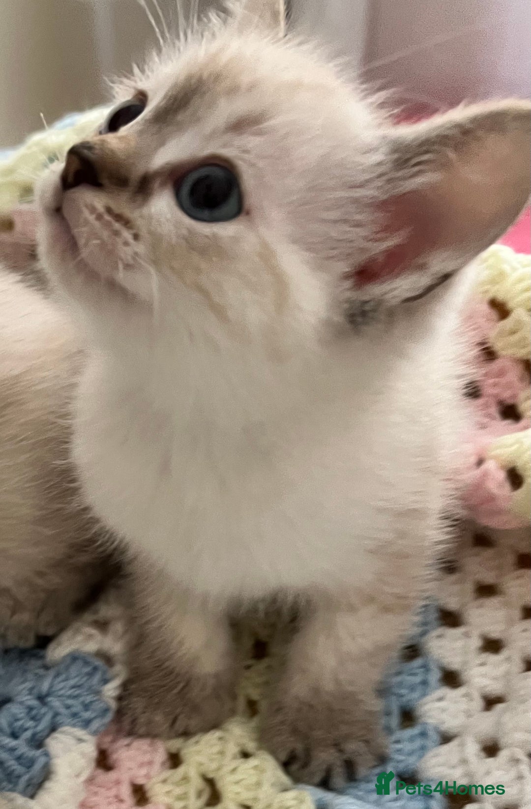 Ragdoll cats for sale: Pure Ragdoll Boys – Raised with Mum in Family Home - Image 4