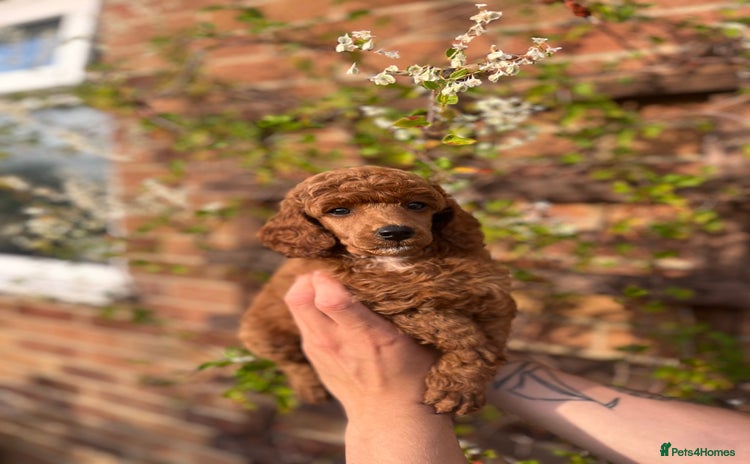 Miniature Poodle dogs - Advert 1
