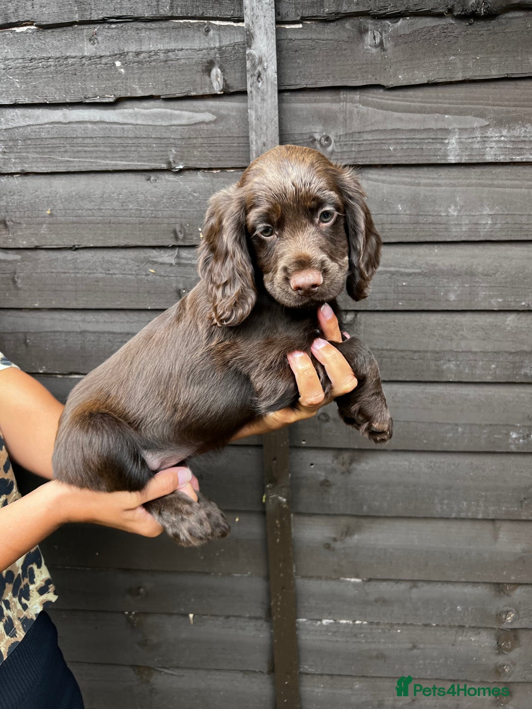 Cocker Spaniel dogs for sale: Cocker spaniel female puppies  - Image 18