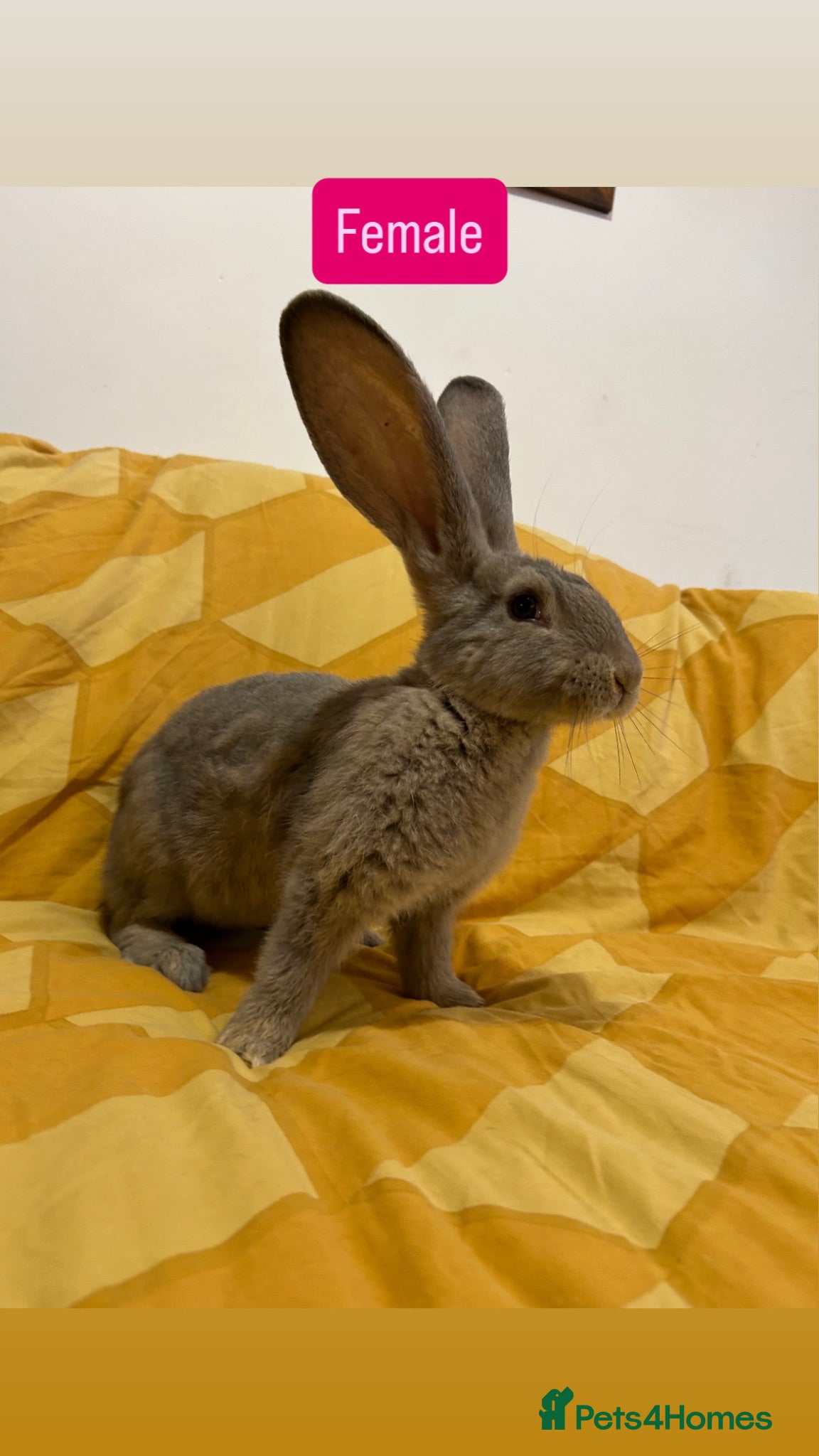 Continental Giant rabbits Continental Giant Baby Rabbits - Advert 17
