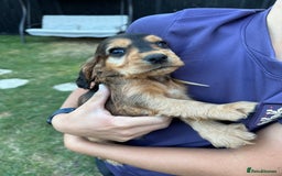 Cocker Spaniel dogs for sale: Show cocker spaniels  - Image 12