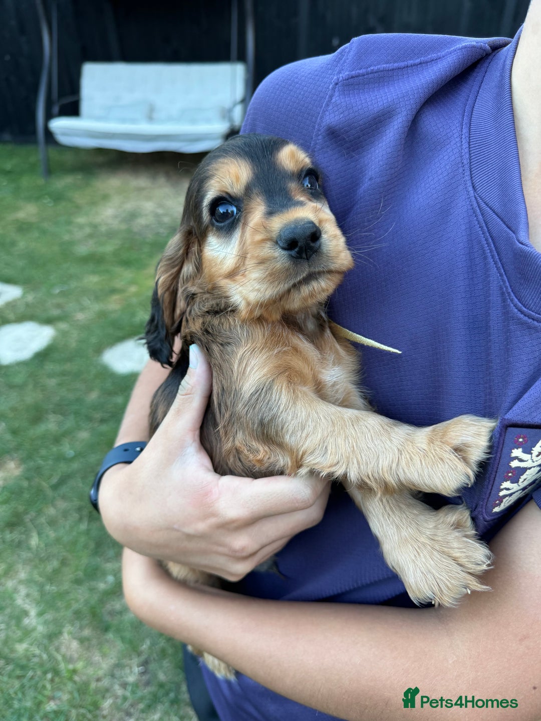 Cocker Spaniel dogs for sale: Show cocker spaniels  - Image 12