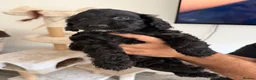 Cockapoo dogs for sale: Cockapoo puppies ready 7th November✨ - Advert 3