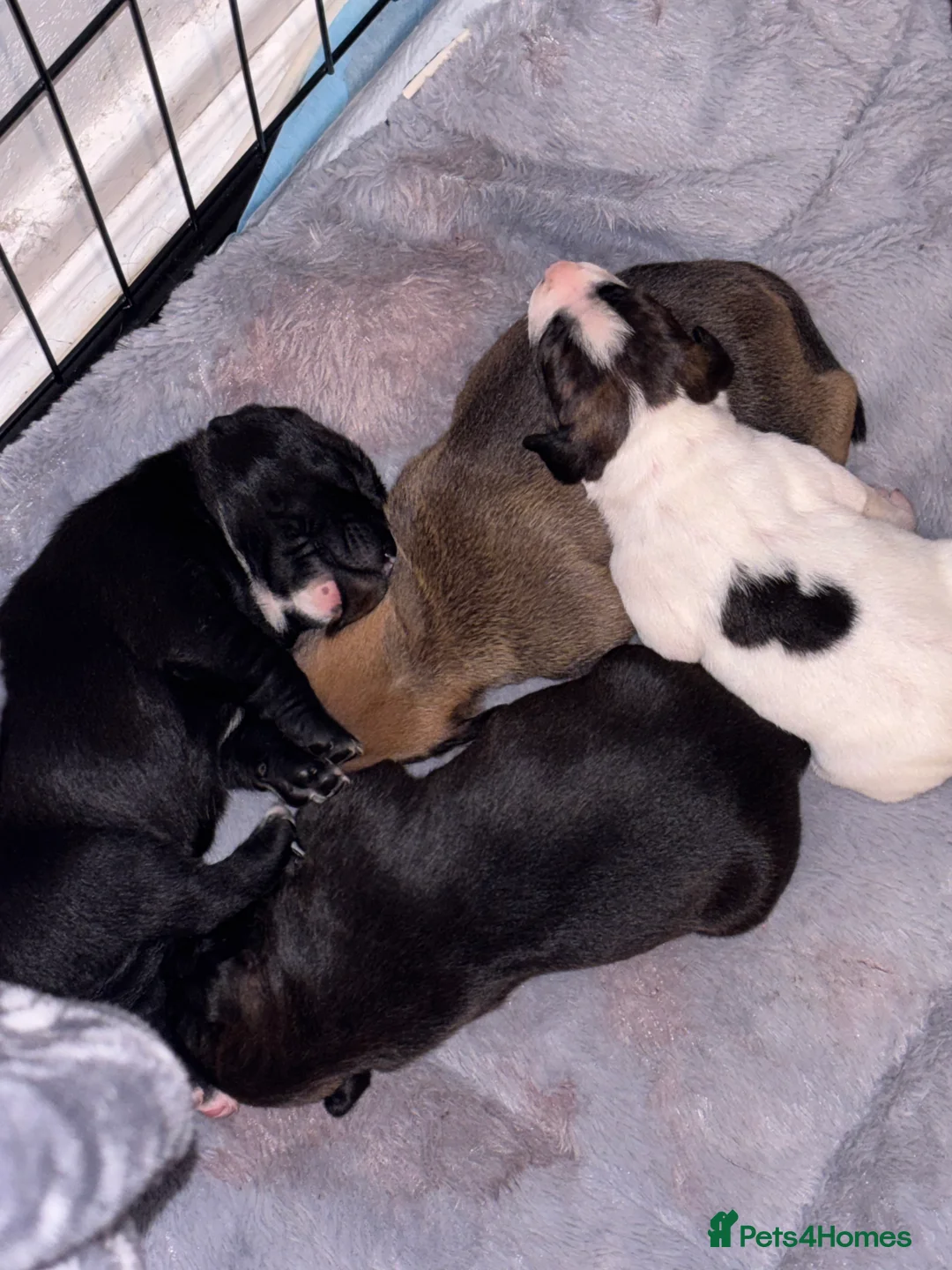 Mixed Breed dogs for sale: Staffordshire bull terrier/Labrador Puppies  - Advert 2