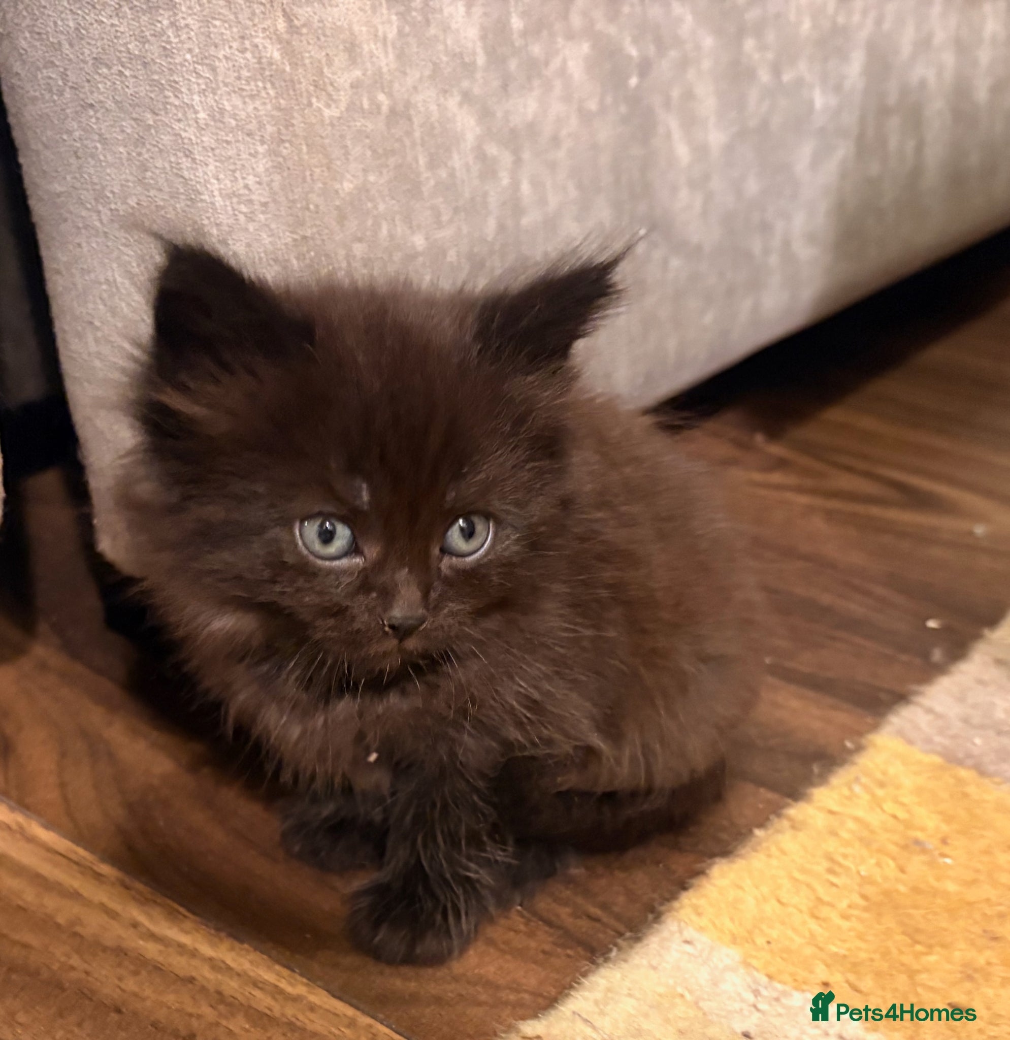 Mixed Breed cats for sale: Beautiful Kittens For Sale - Advert 5