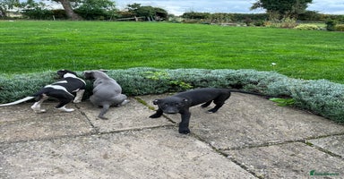 Whippet dogs - Advert 4