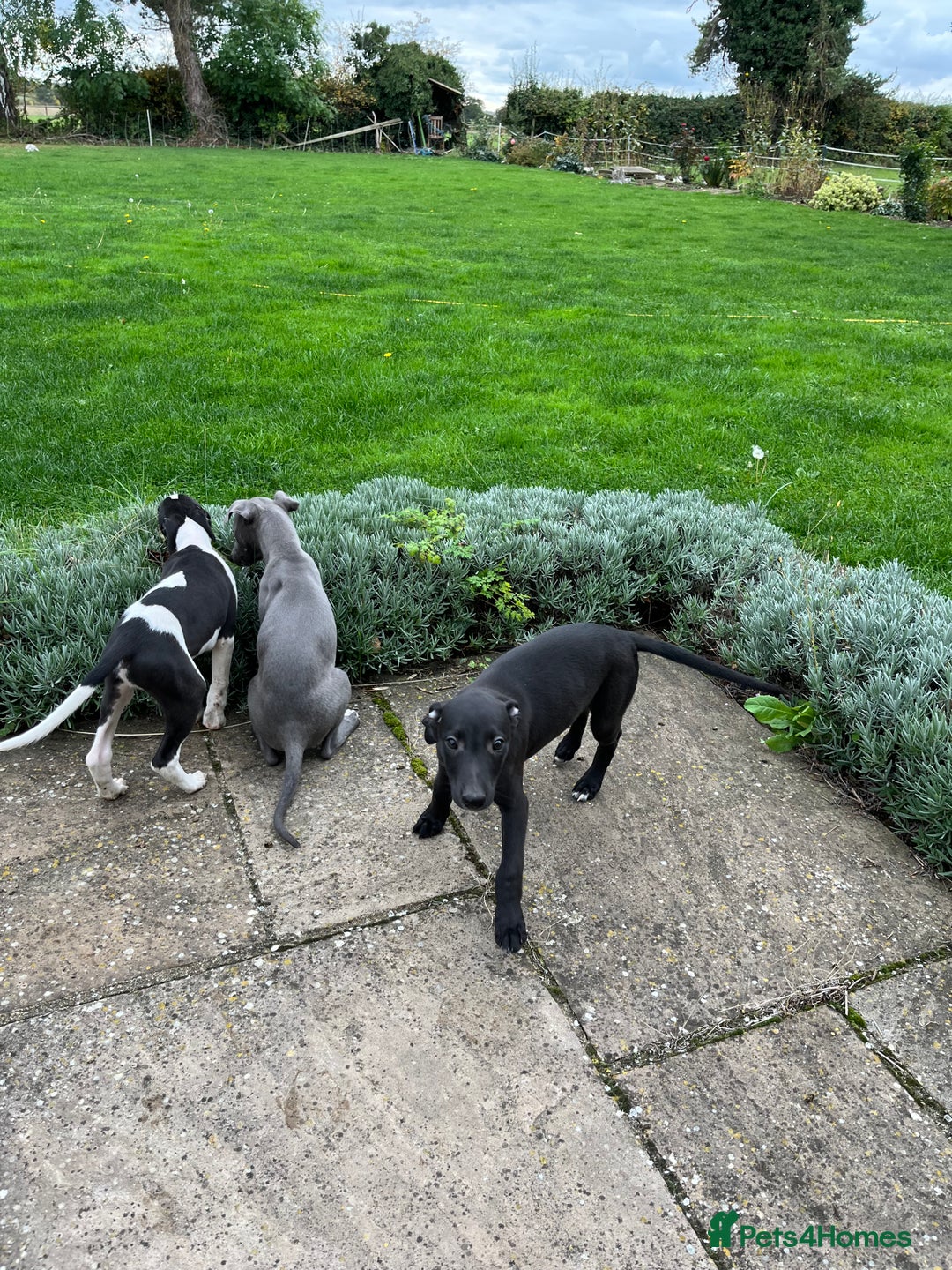 Whippet dogs for sale: Whippet puppies  - Image 3