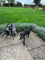 Whippet dogs - Advert 2