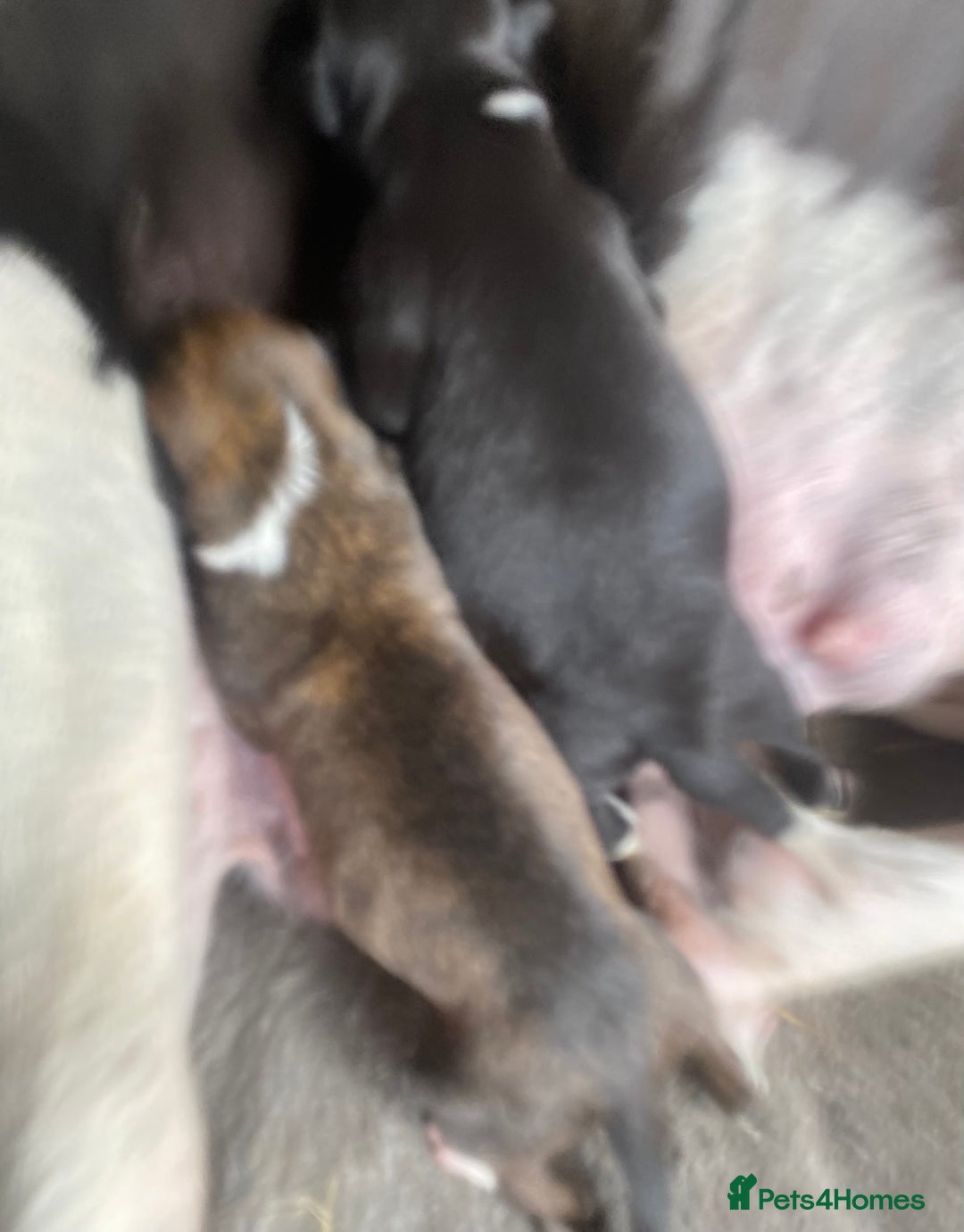 Lurcher dogs for sale: ColliewhippetXbullgreyhound   - Image 5