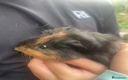 Guinea Pig rodents for sale: Baby Guinea Pigs for Sale - Image 2