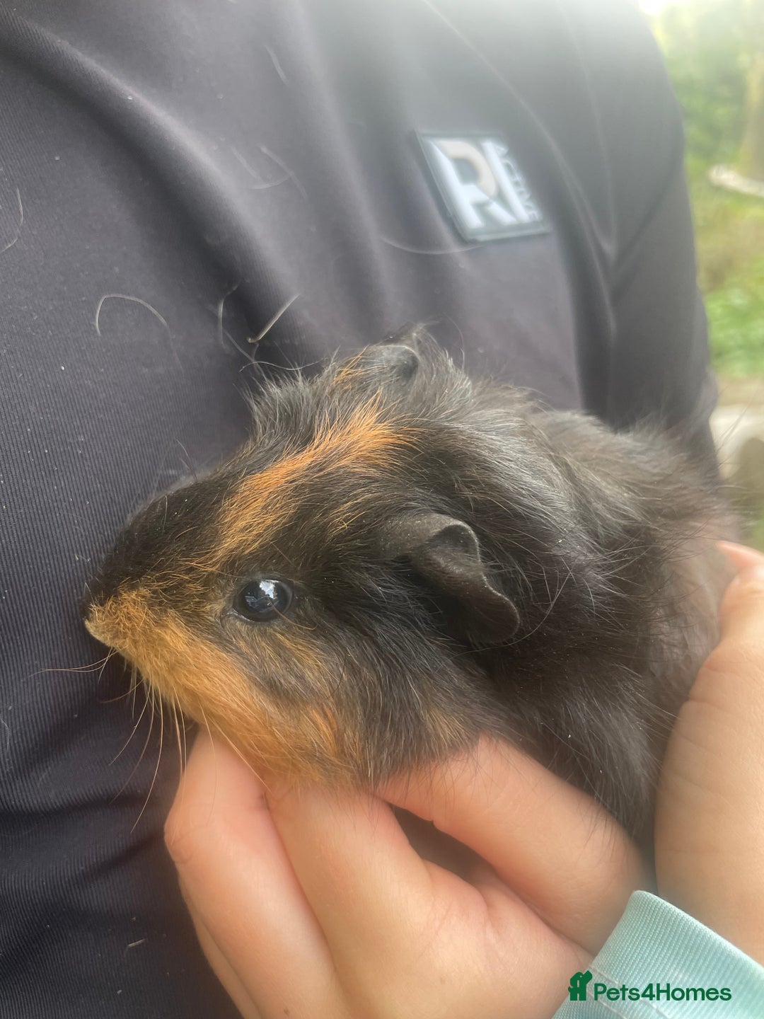 Guinea Pig rodents for sale: Baby Guinea Pigs for Sale - Image 2