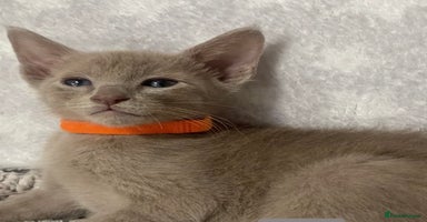 Mixed Breed cats - Advert 9