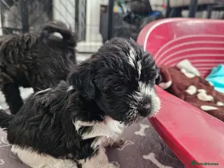Shihpoo dogs Shiphoo puppies in Devon - Advert 5