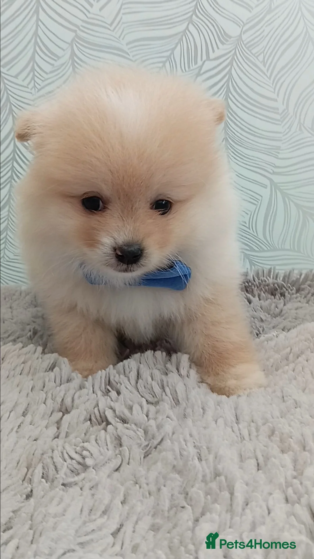 Pomeranian dogs for sale: AMAZING POMERANIAN TEDDY BEAR  in Smethwick - Advert 6
