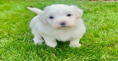 Mixed Breed dogs - Advert 7