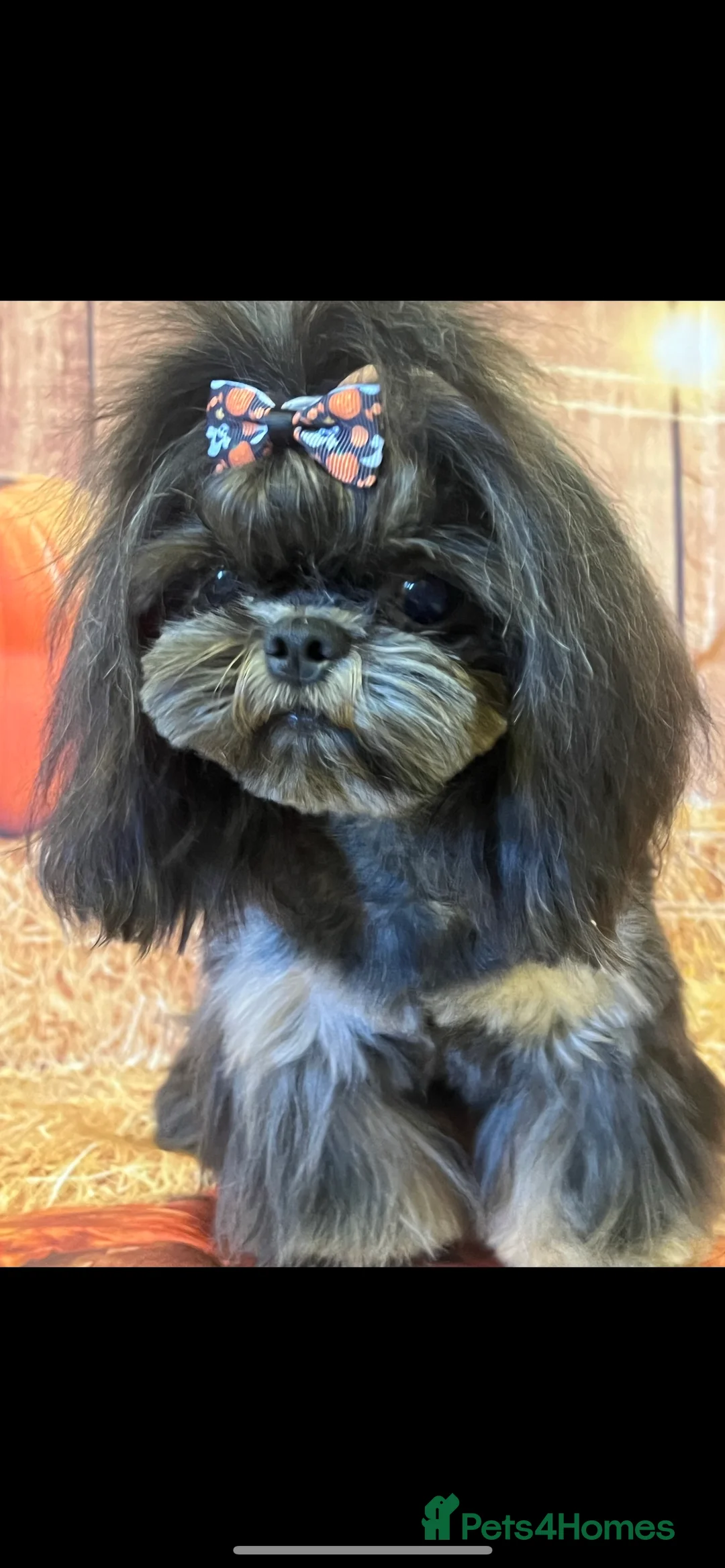 Shih Tzu dogs for stud: Stunning Black and Tan Philippines stud in Doncaster - Advert 2