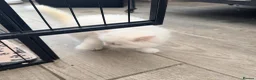 Persian cats for sale: 4 beautiful Persian x kittens, ready now - Advert 5