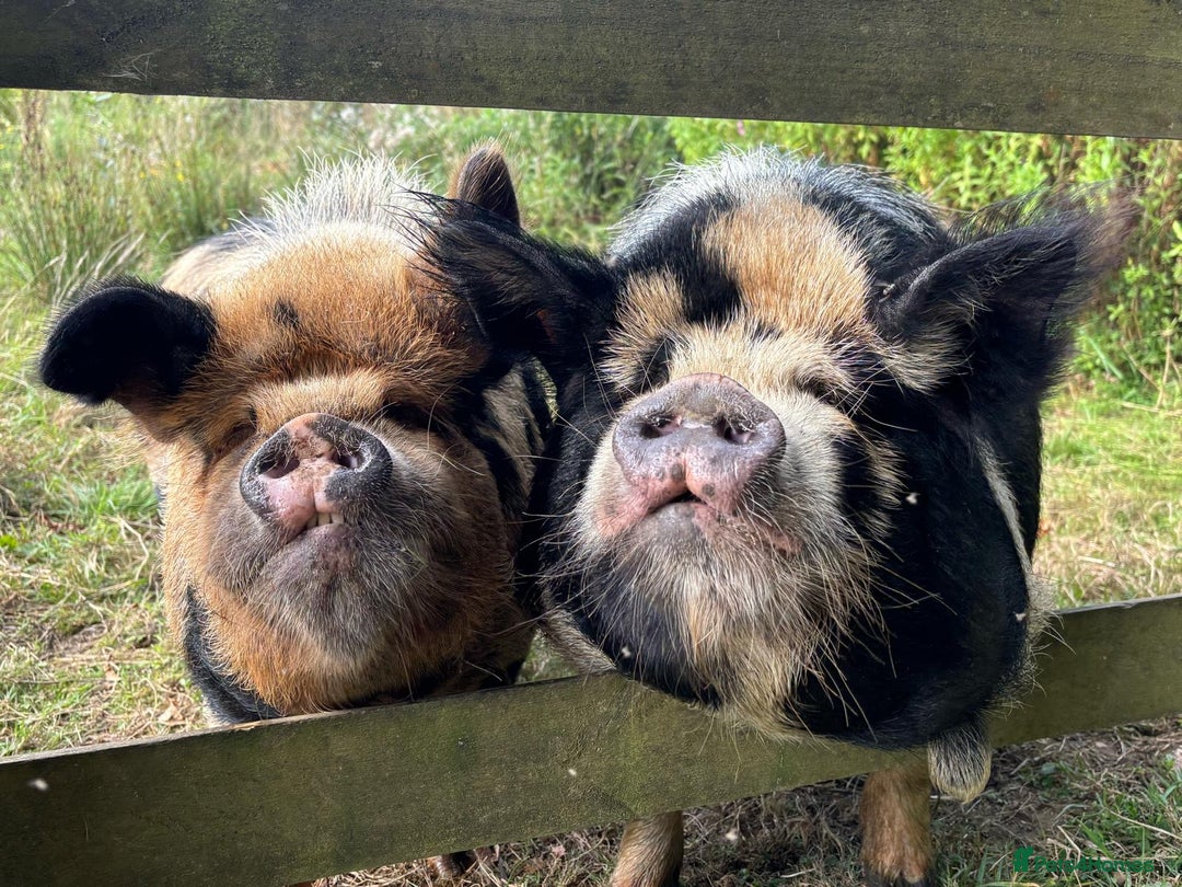 Pig livestock for sale: 2 very friendly female Kune Kune pigs!  - Image 1