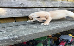 Labrador Retriever dogs for sale: Lovely Labrador pups - Image 10