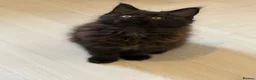Maine Coon cats for sale: 👑Royal MaineCoon Girls TICA Champion Bloodline!👑 - Advert 19