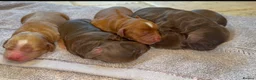 Cocker Spaniel dogs for sale: Working Cocker Spaniels from health tested parents - Advert 7