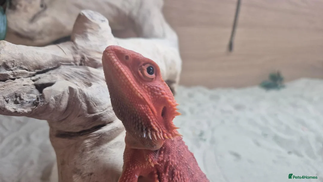 Bearded Dragon reptiles for sale: Red Bearded dragon full setup in Southampton - Advert 2