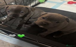 Staffordshire Bull Terrier dogs for sale: Piro daughter & Pharon (Bullscaff) pups for sale - Image 19