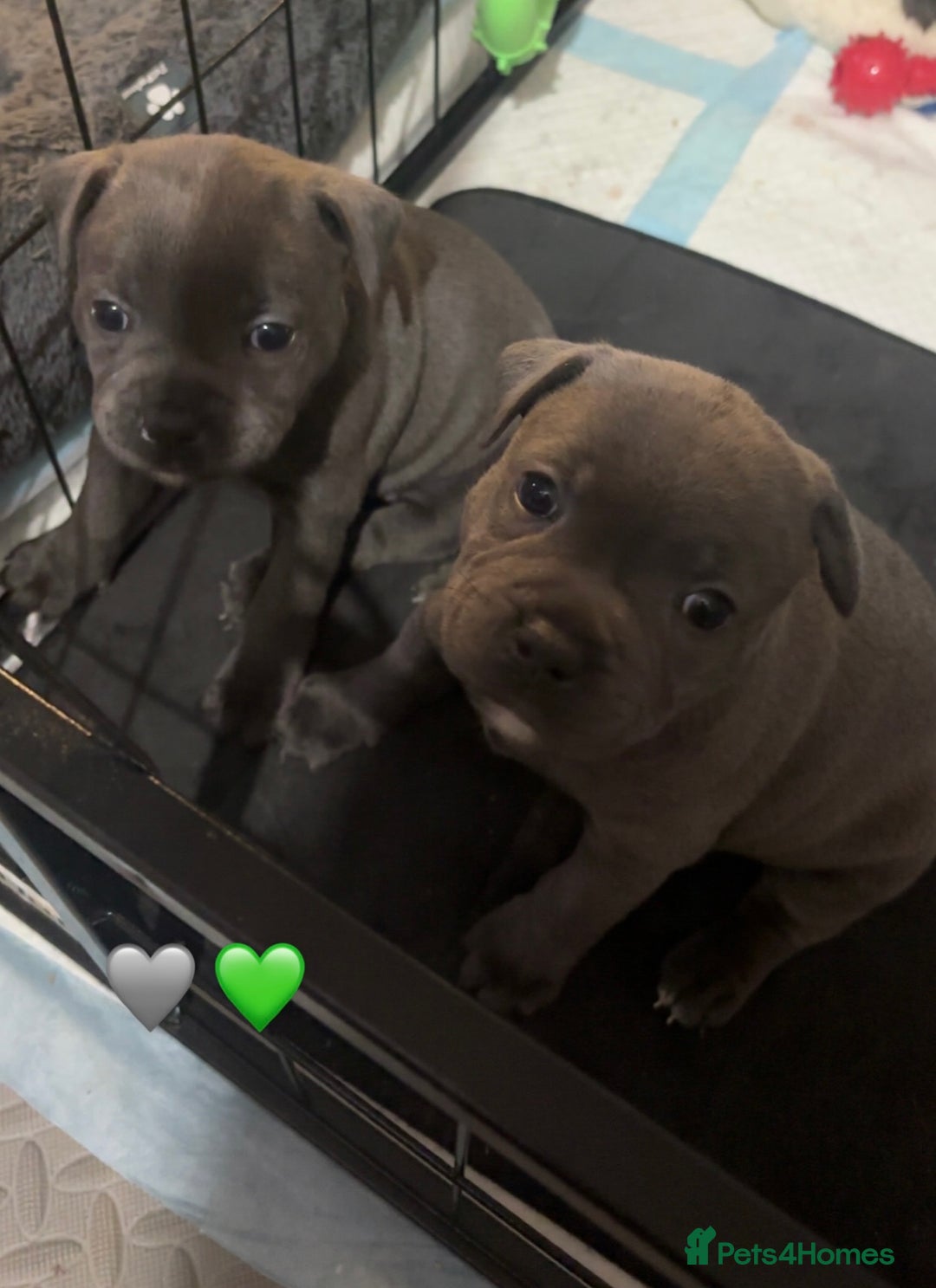 Staffordshire Bull Terrier dogs for sale: Piro daughter & Pharon (Bullscaff) pups for sale - Image 19