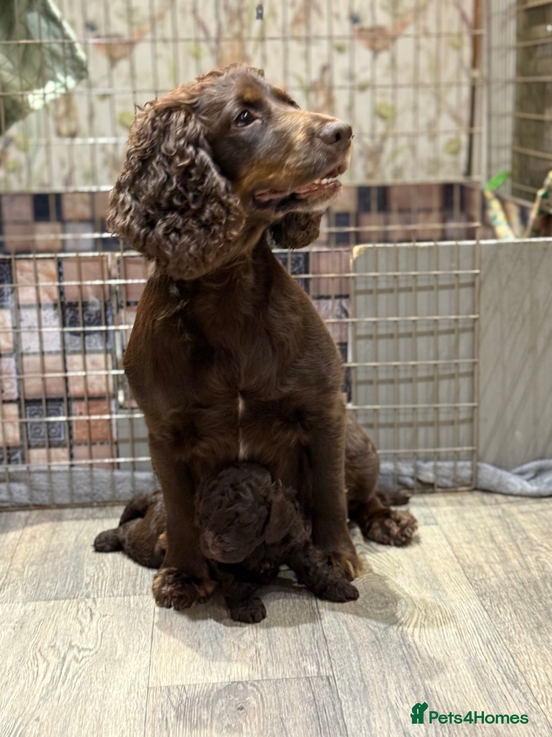 Cockapoo dogs for sale: Cockapoo puppies - Advert 14