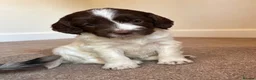 Sproodle dogs for sale: Rare Merle Sroodles Ready To Leave  - Advert 20
