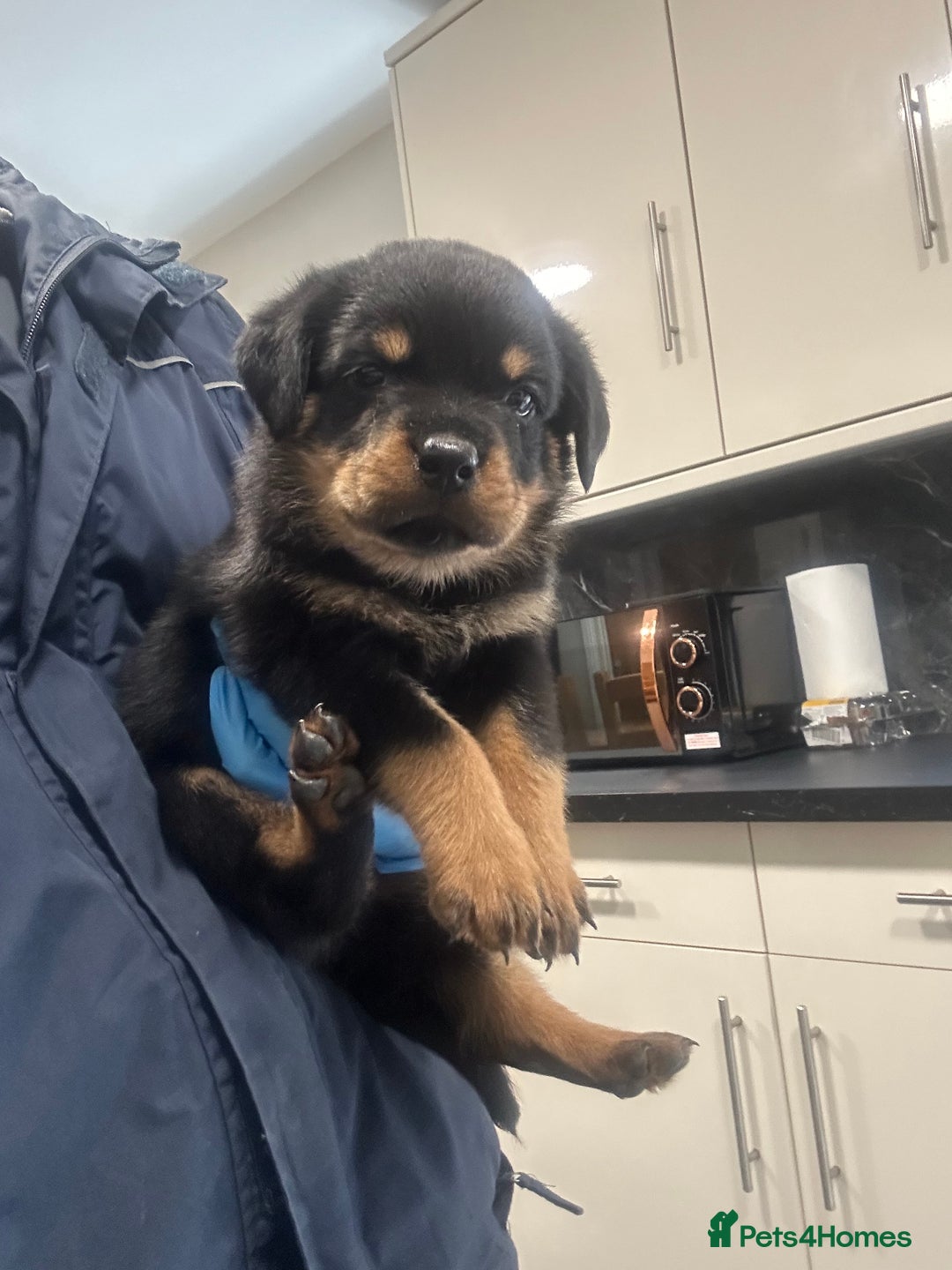 Rottweiler dogs for sale: Kc Registered Rottwiler Puppies  - Image 20
