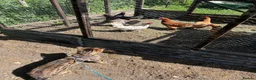 Bengal cats for stud: Bengal for stud  in Dereham - Advert 4