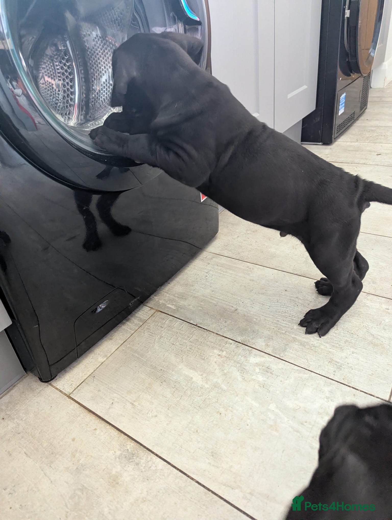 Cane Corso dogs Cane Corso liter - Advert 2