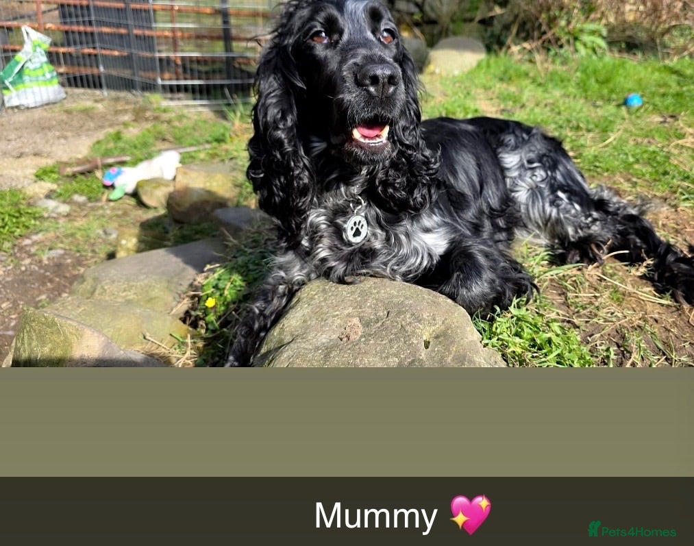 Cockapoo dogs 🐾 GORGEOUS FB1 COCKAPOO PUPPIES 5 boys available  - Advert 1