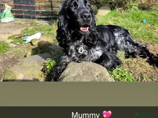 Cockapoo dogs 🐾 GORGEOUS FB1 COCKAPOO PUPPIES 3 boys available - Advert 4