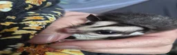 Sugar Glider rodents for sale: Sugar glider joeys ready to reserve  - Advert 5