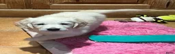 Golden Retriever dogs for sale: Playful Golden Retrievers For Sale  - Advert 8