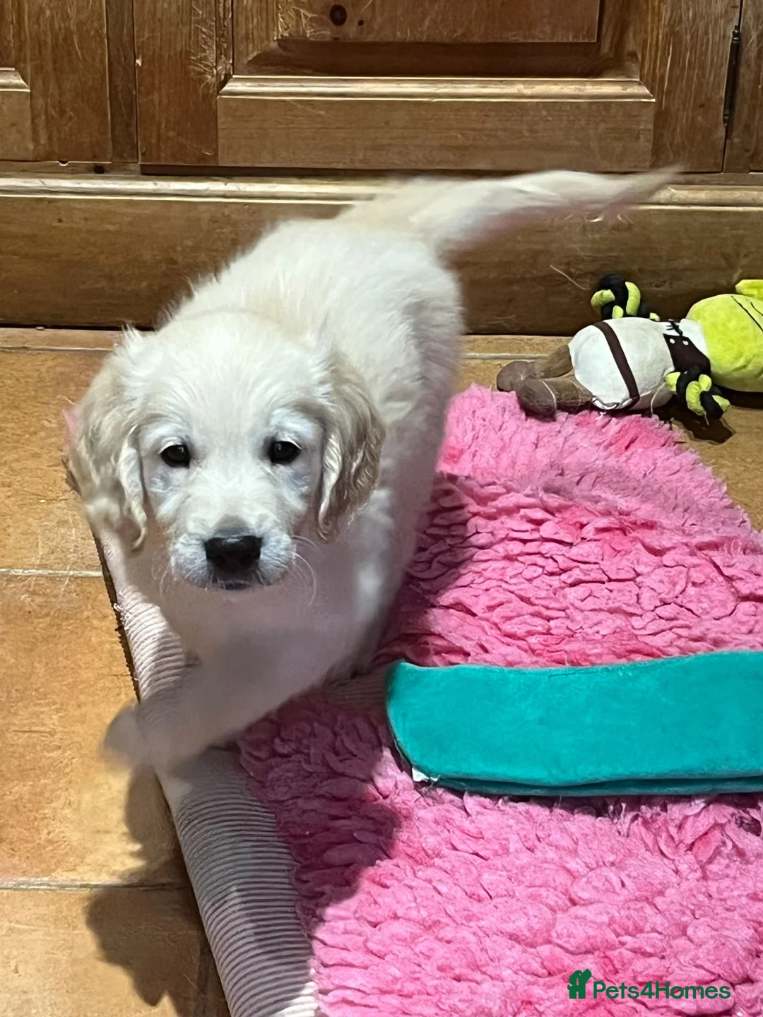 Golden Retriever dogs for sale: Playful Golden Retrievers For Sale  - Advert 8