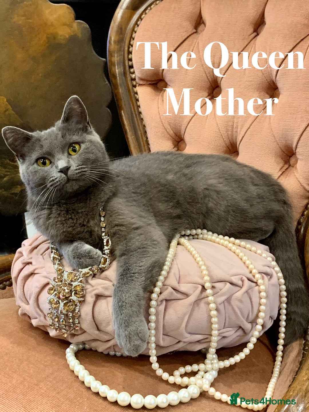 British Shorthair cats for sale: PUREBRED BSH KITTENS - Advert 10