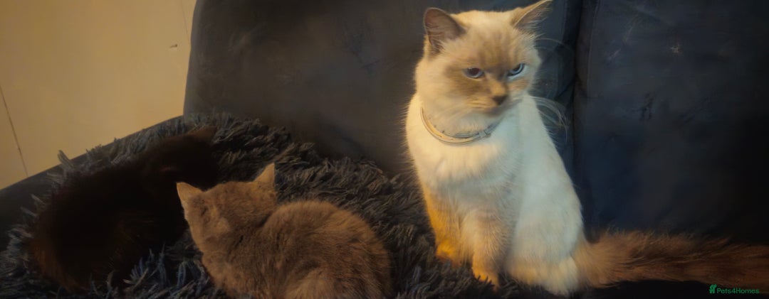 Ragdoll cats for sale: Ragdoll x kittens  - Image 4