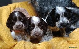 Cocker Spaniel dogs for sale: Show Type blue/Tri/chocolate Roan Cocker Spaniels  - Image 30